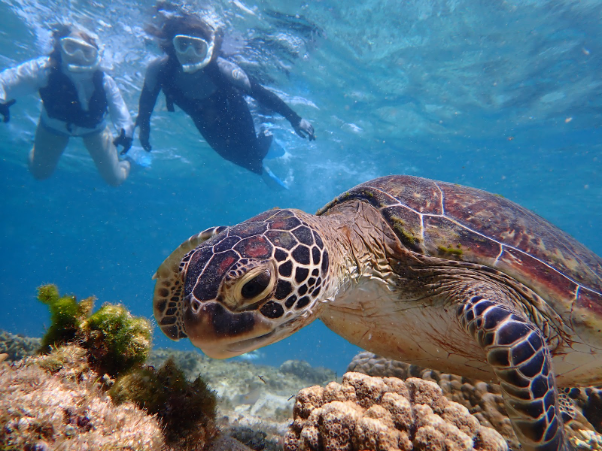 ウミガメエリア