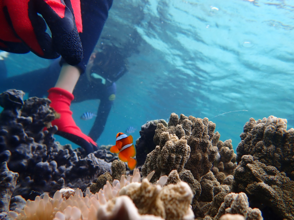 クマノミエリア