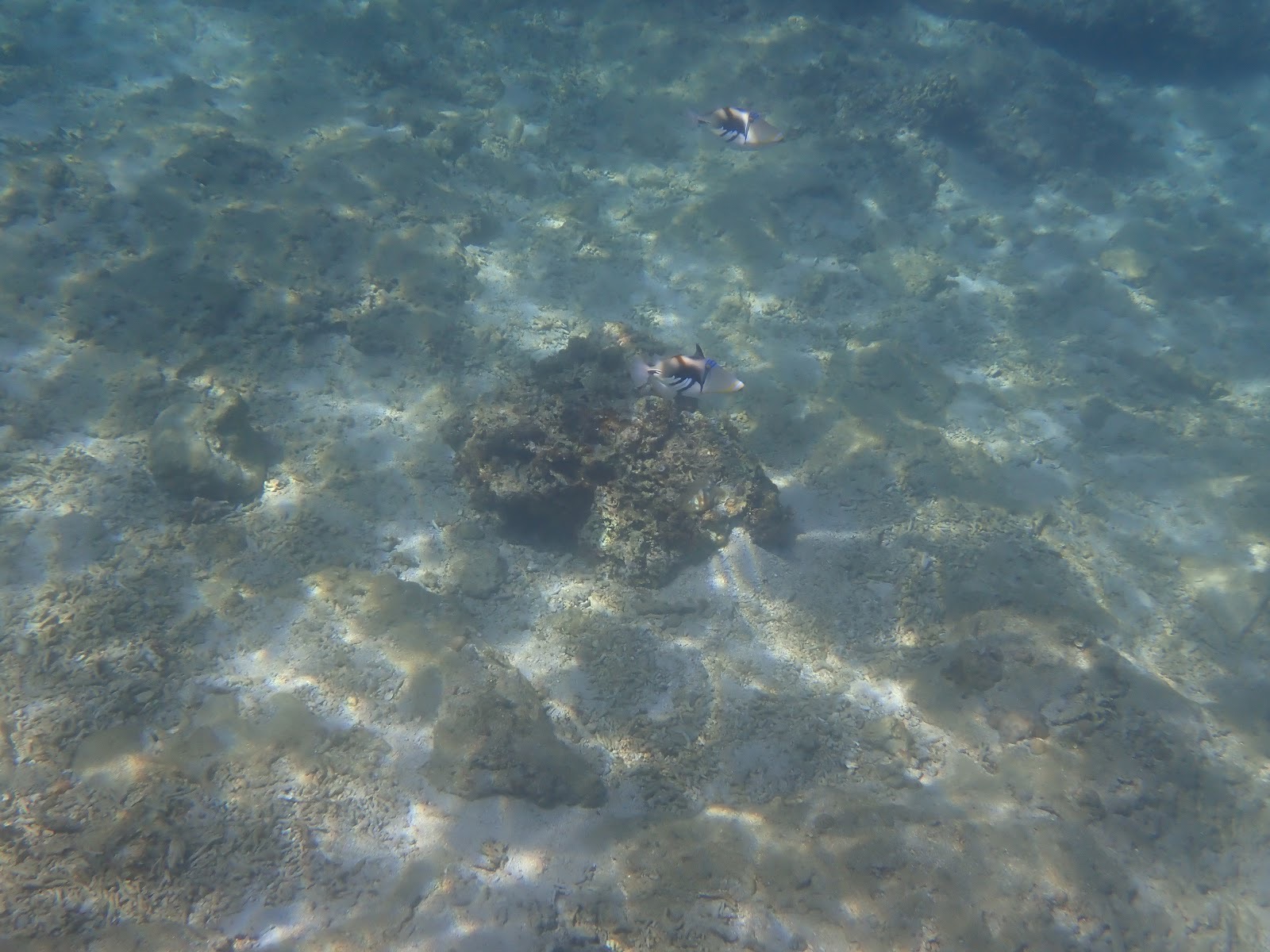 サンゴの周りを泳ぐ色鮮やかな魚