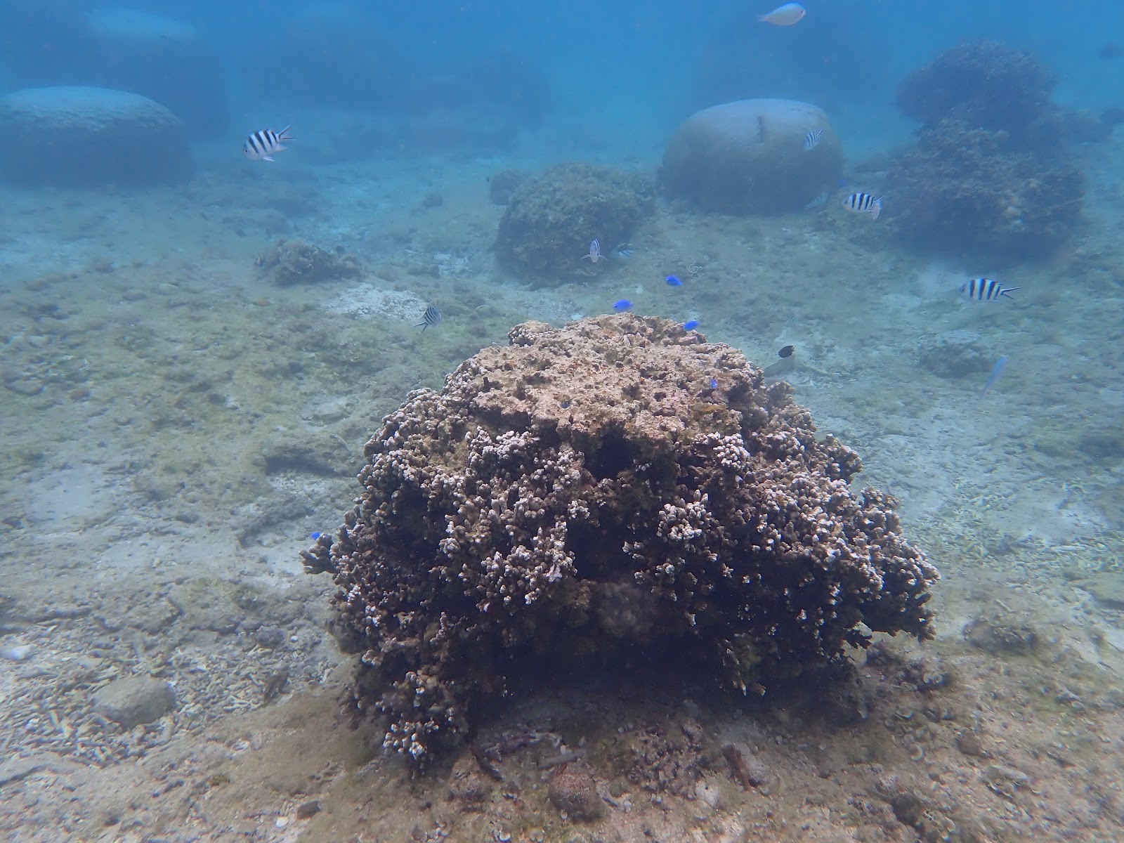 サンゴと熱帯魚の群れ