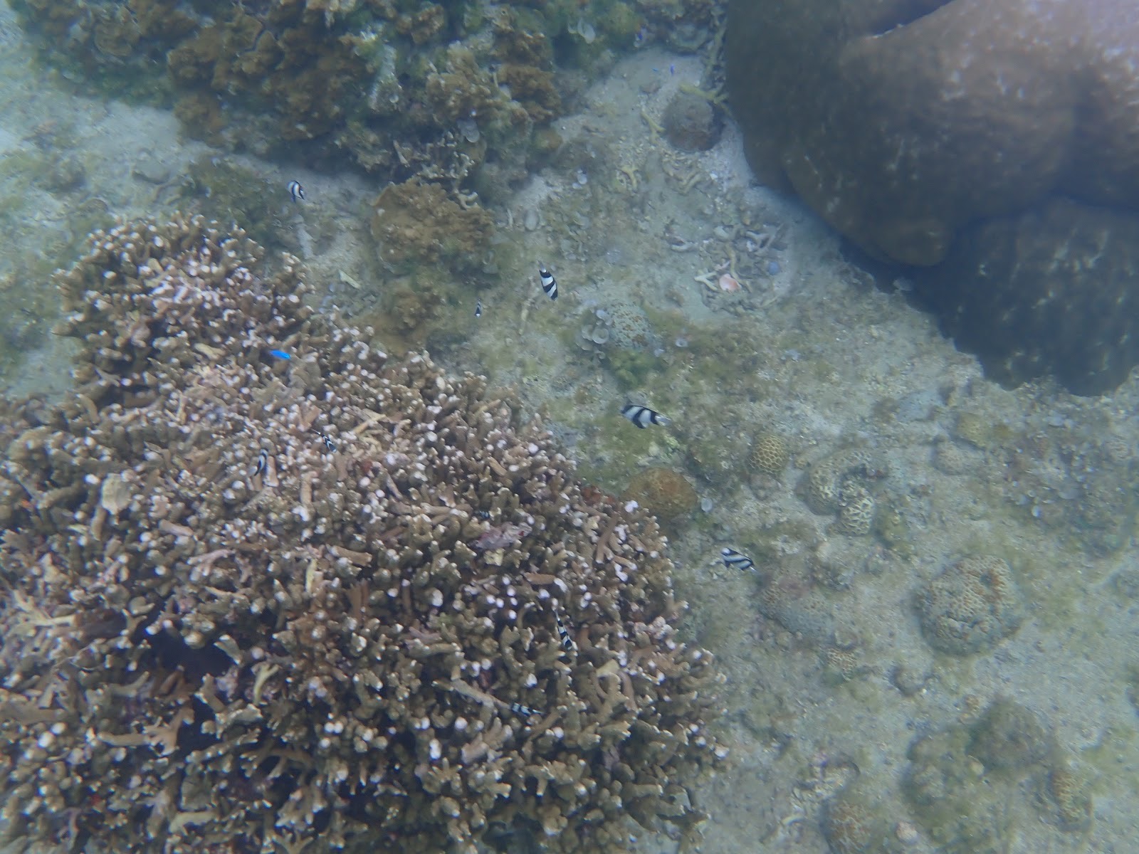 過去のツアーで撮影したサンゴの周りを泳ぐ小さな魚たち