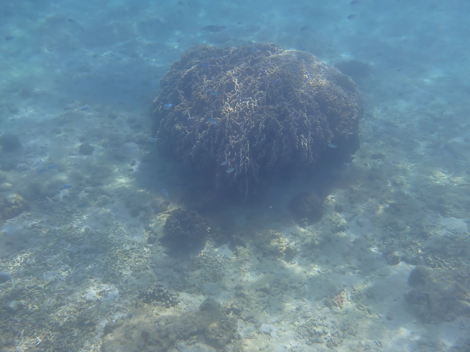 過去のツアーで撮影した海底に広がる大きなサンゴの景観