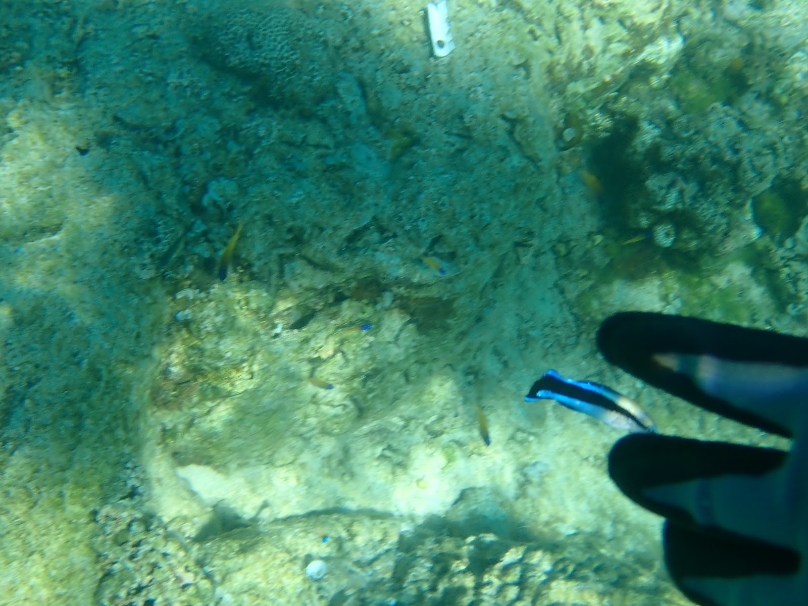 過去のツアーで撮影した海中で魚を指さして観察する場面
