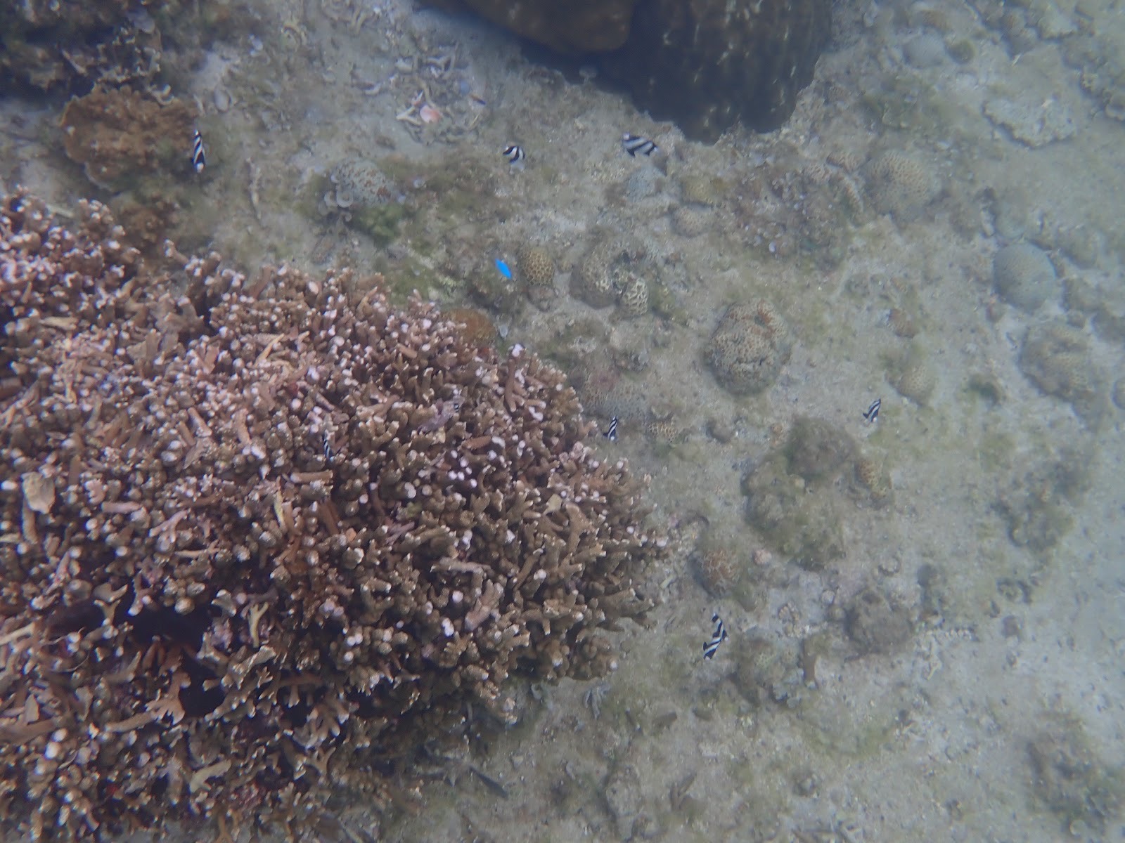 過去のツアーで撮影したサンゴの周りに集まる小さな魚たち