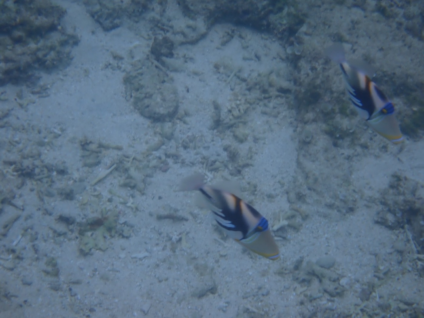 過去のツアーで撮影した海底を泳ぐ模様の美しい魚