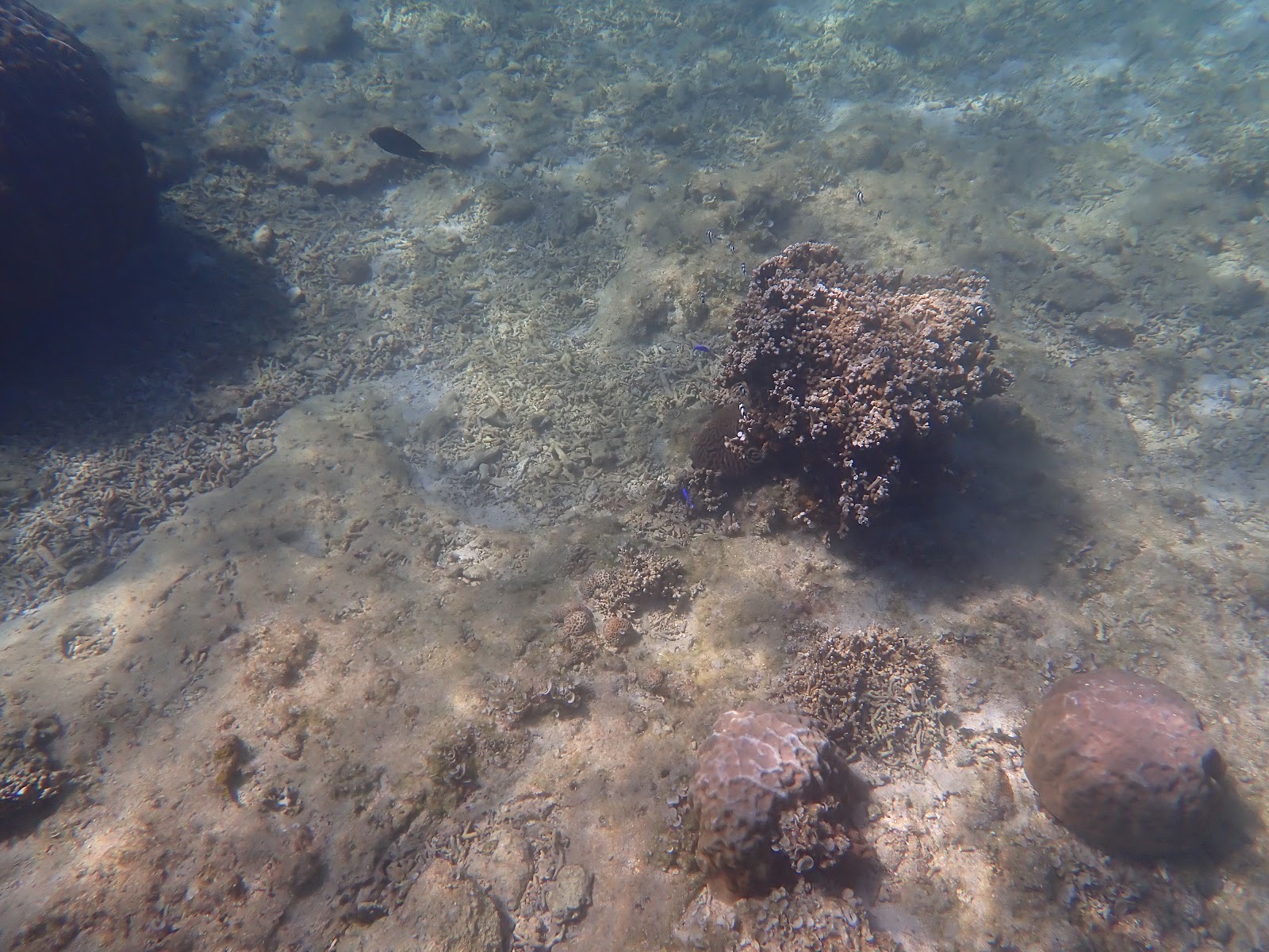 過去のツアーで撮影した海底のサンゴと小さな魚の景観