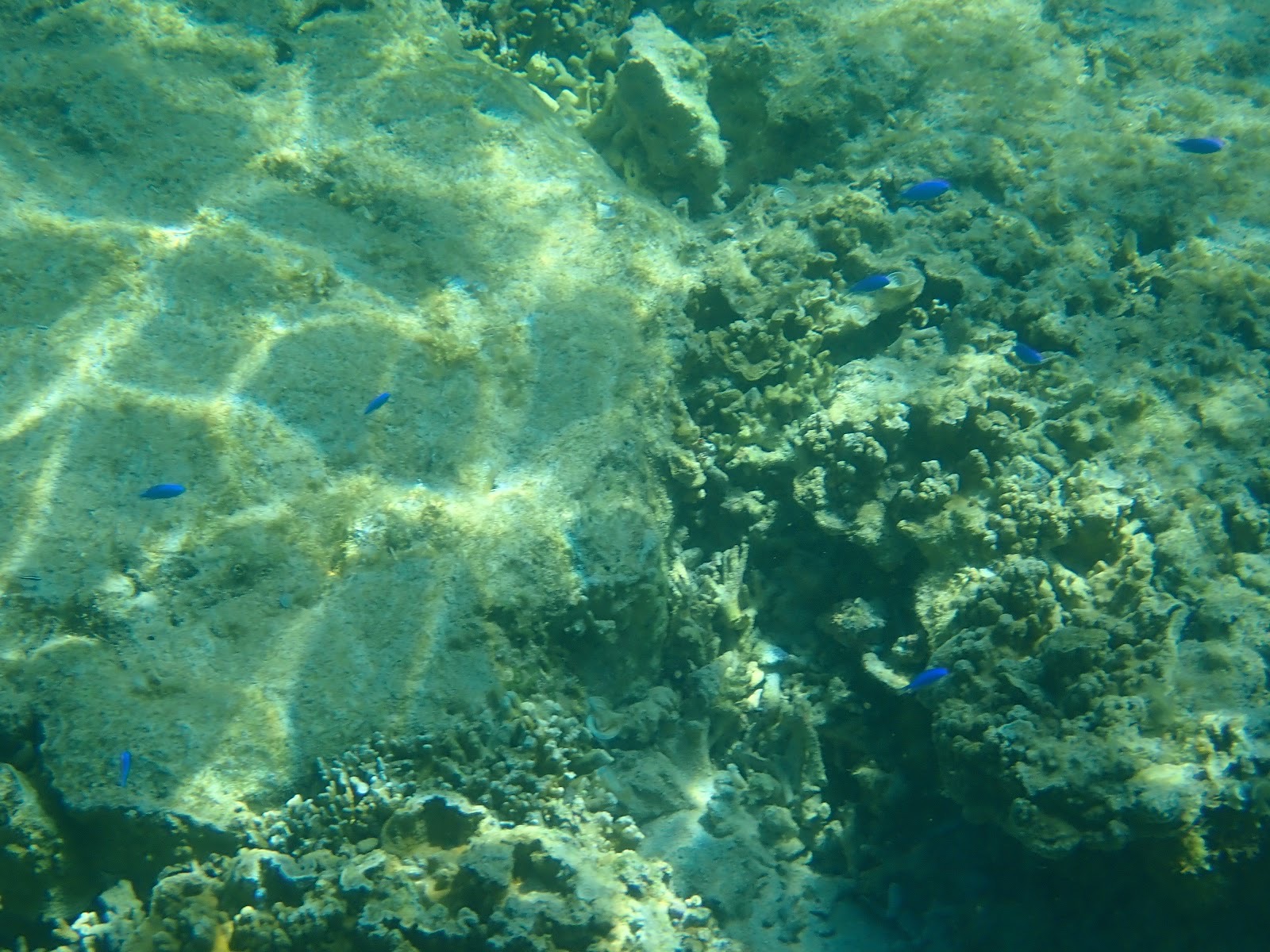 過去のツアーで撮影した岩場とサンゴの間を泳ぐ青い魚