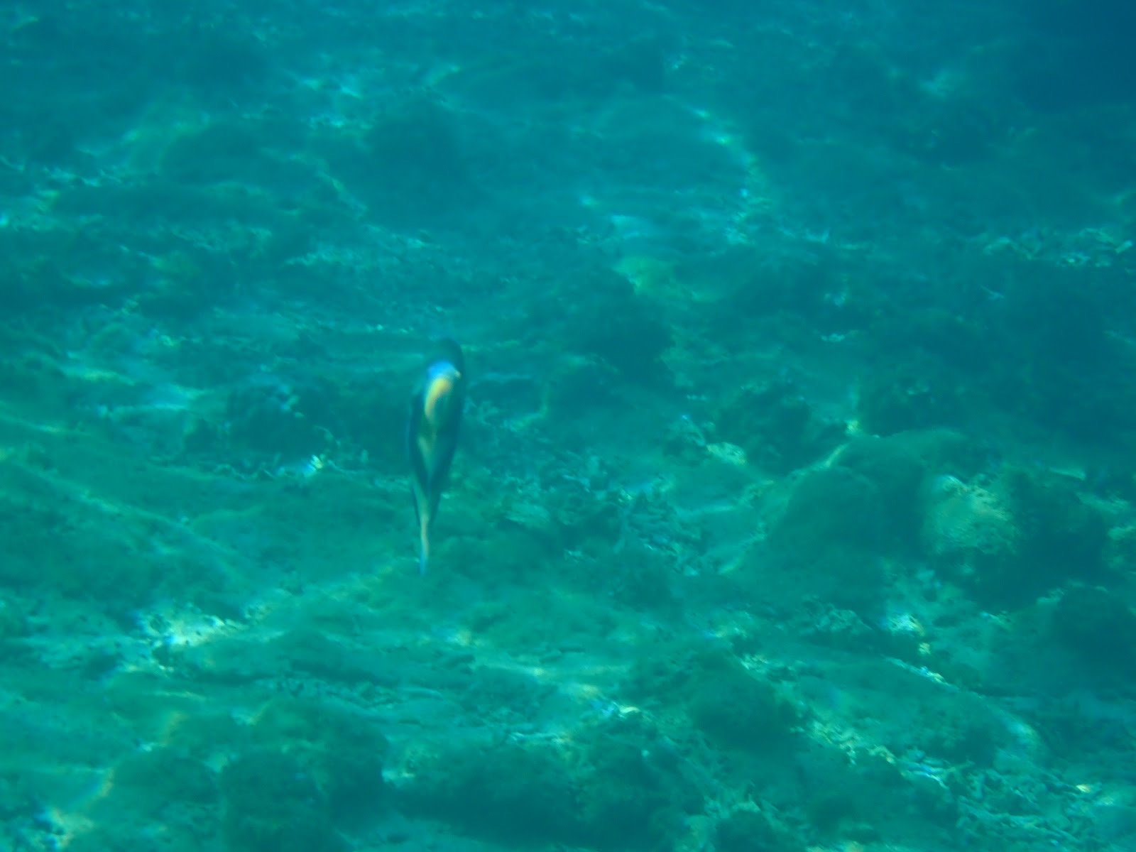 過去のツアーで撮影した海中を泳ぐ魚と岩場の景観