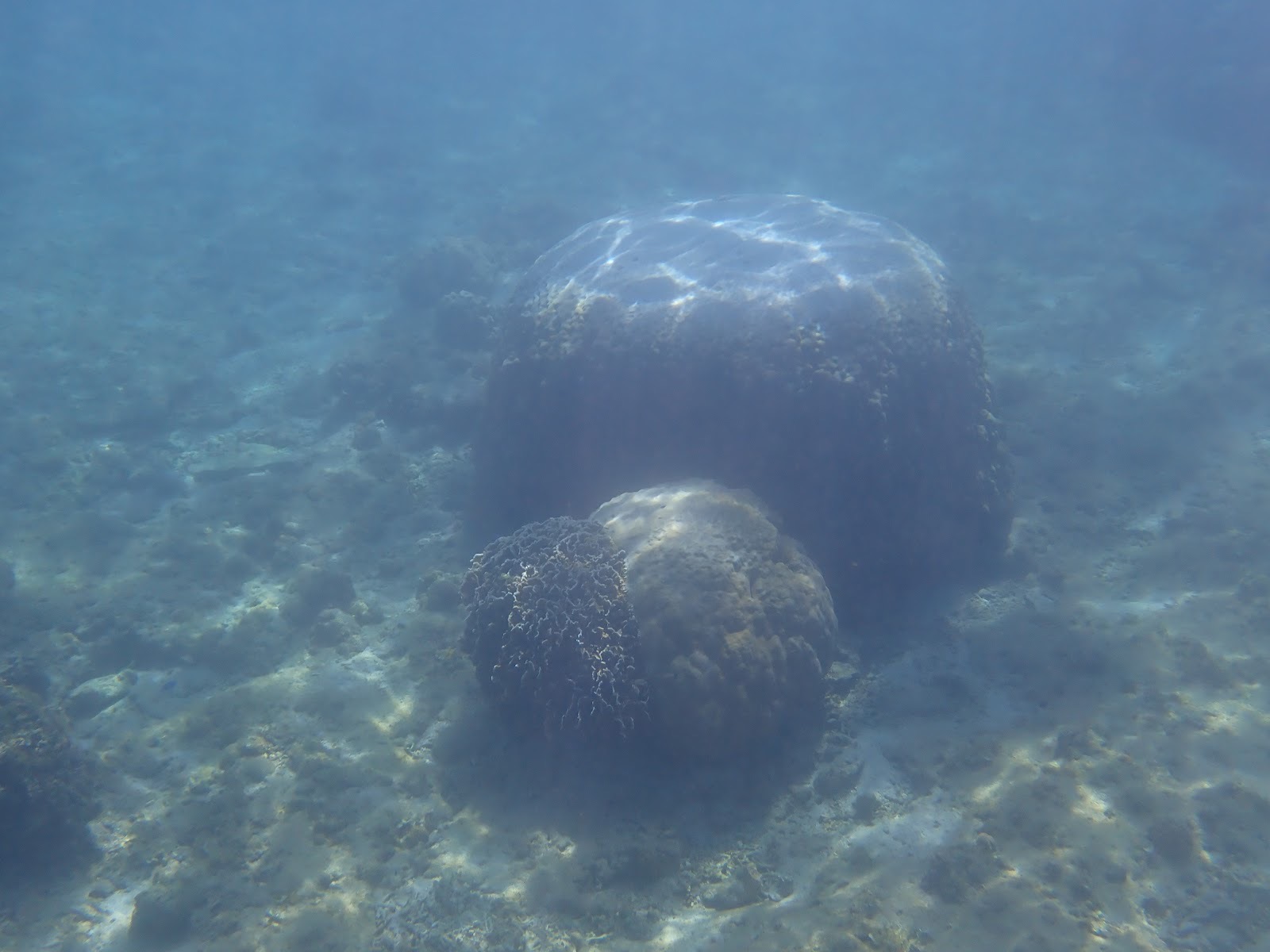 過去のツアーで撮影した水面の光が差し込むサンゴの風景