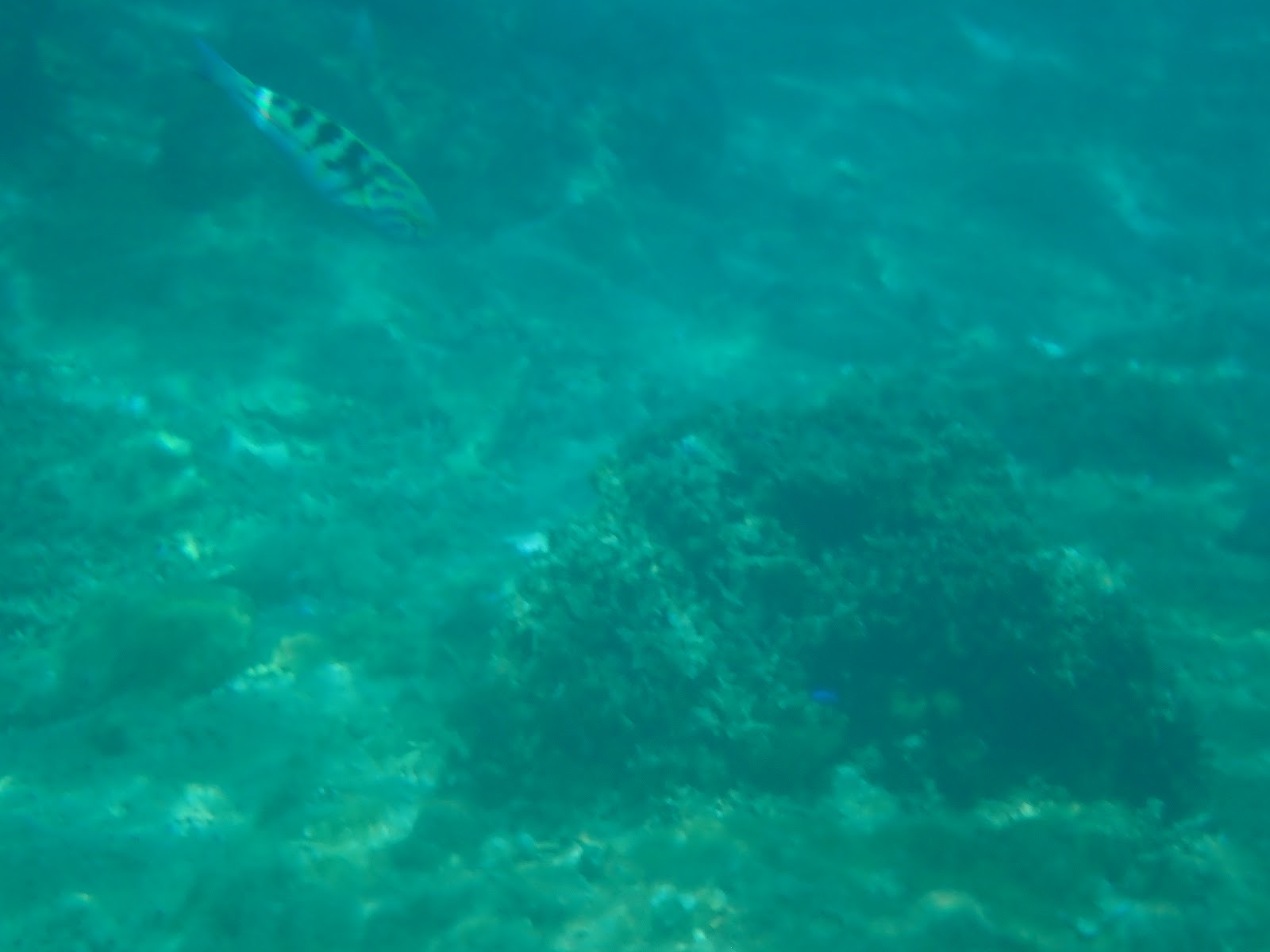 過去のツアーで撮影した青い海中を泳ぐ魚の姿