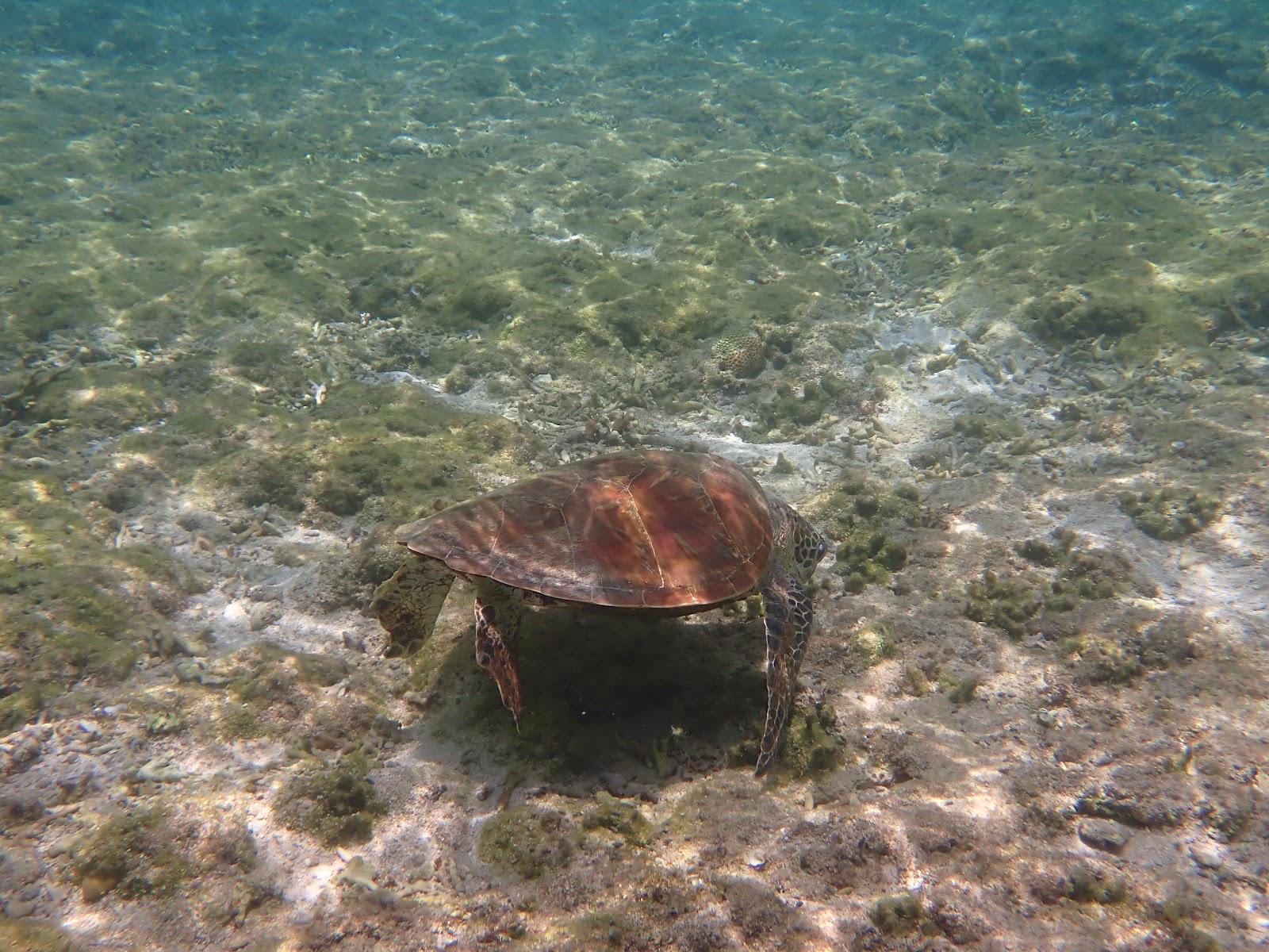 過去のツアーで撮影した海底の海藻を食べるウミガメ