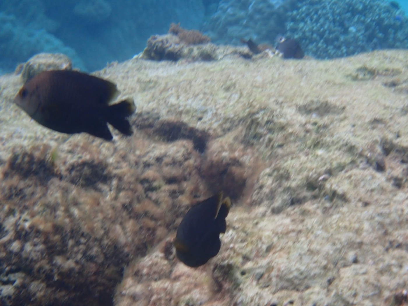 岩礁の上を並んで泳ぐ二匹の黒い魚とサンゴの地形