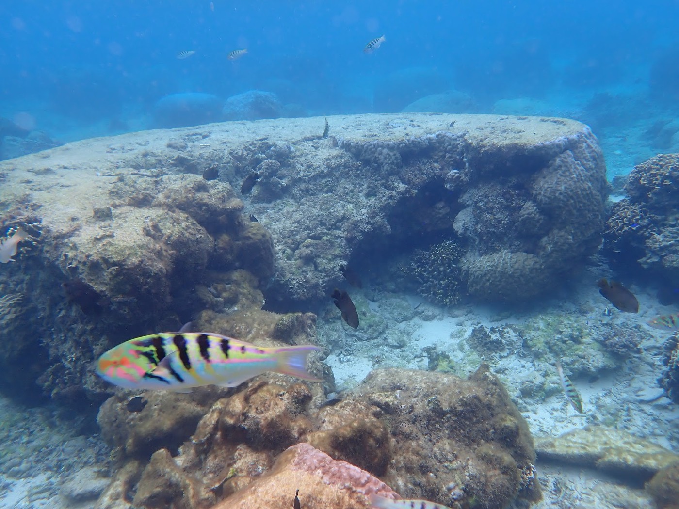 岩礁の周りを色鮮やかな魚が泳ぐ明るい水中の景観