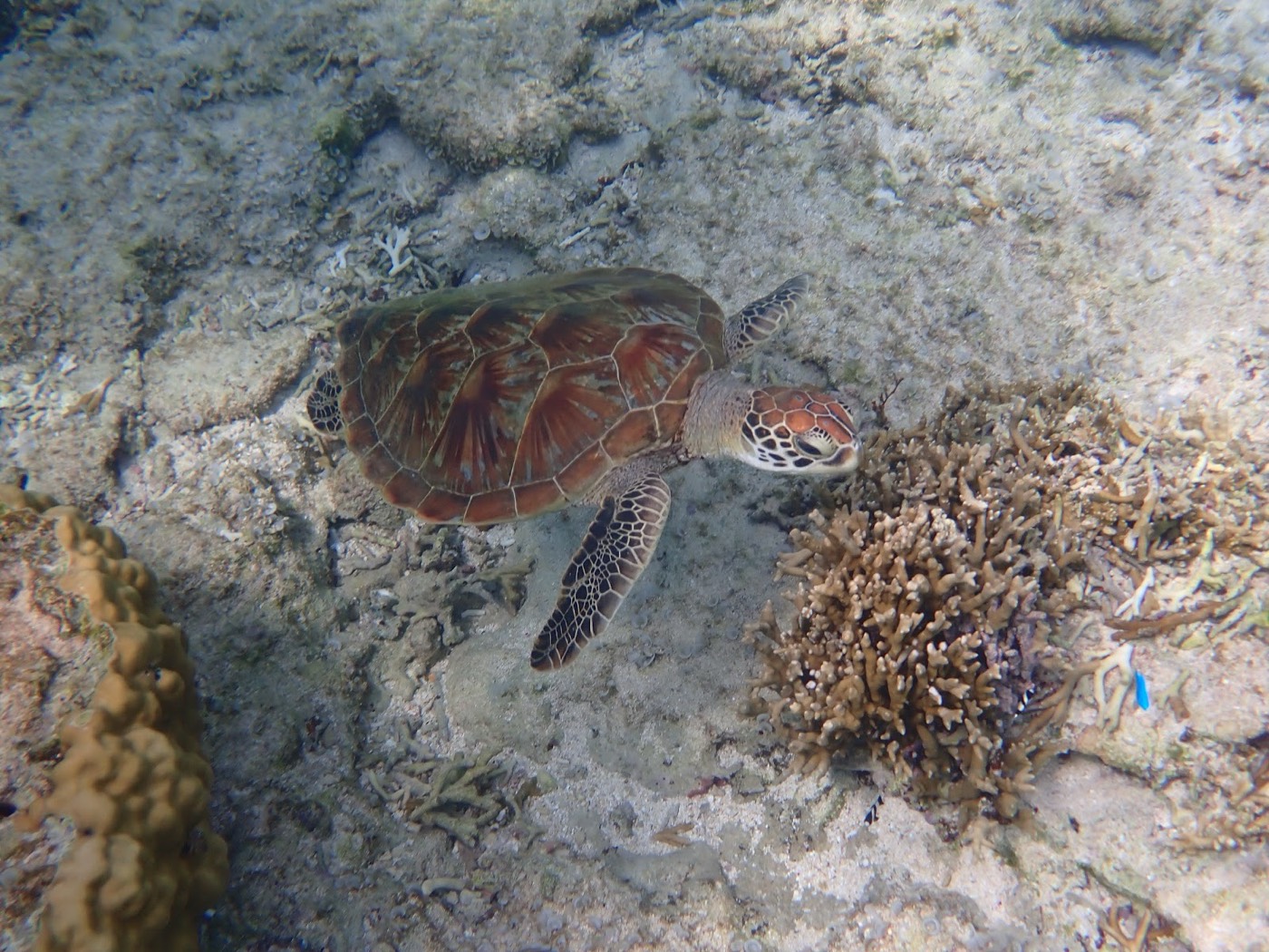 サンゴ礁の近くを泳ぐウミガメの姿