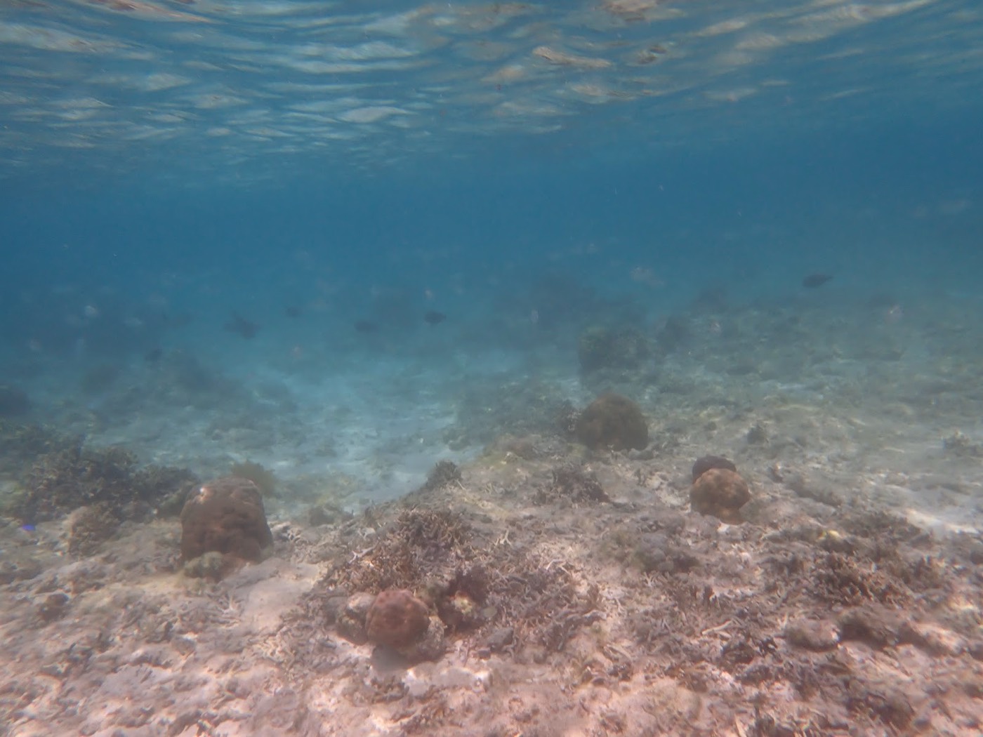 水中の海底に点在するサンゴと、遠くで群れをなして泳ぐ魚が見える