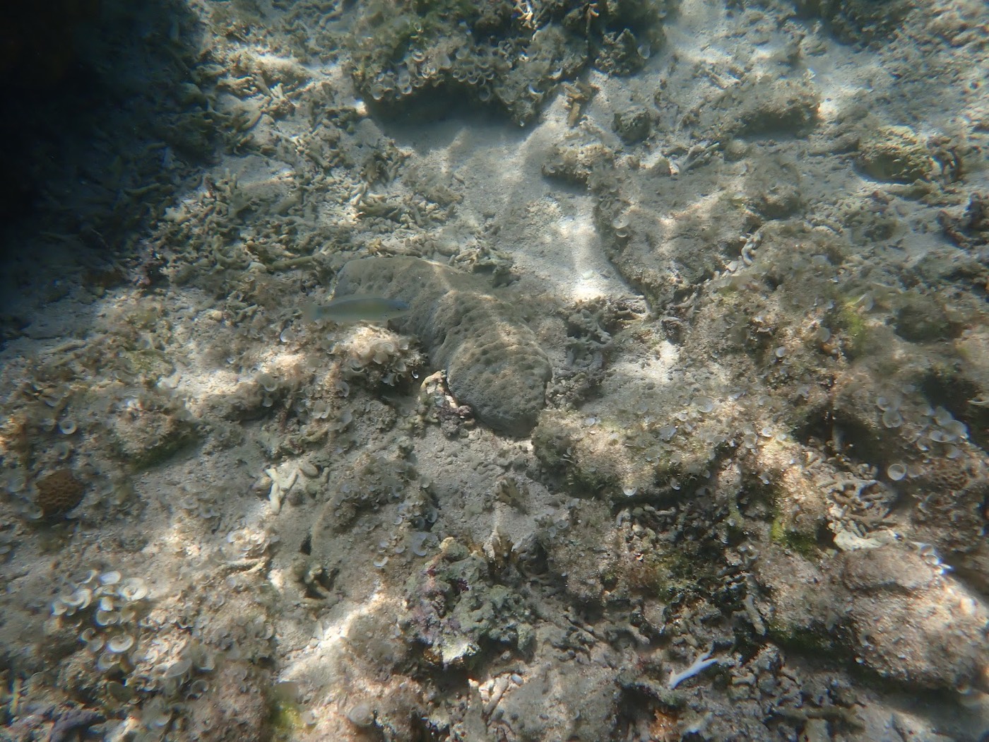 海底の砂地にいるナマコのそばを小さな魚が泳いでいる