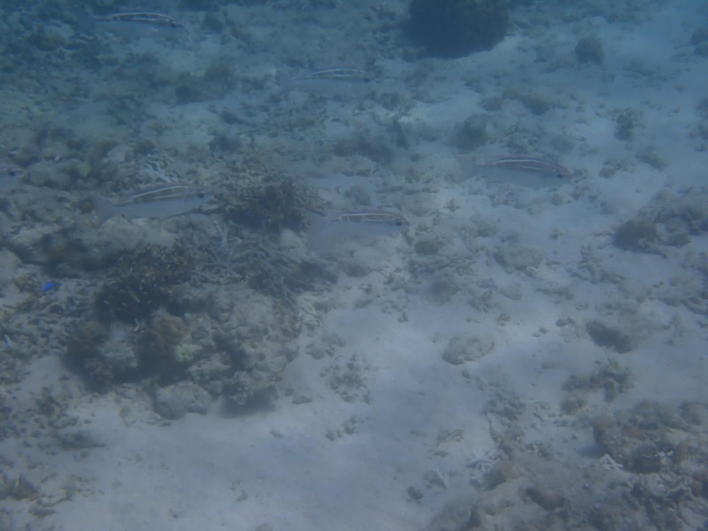 天然水族感の自然体験シュノーケルで紹介する沖縄の海の様子