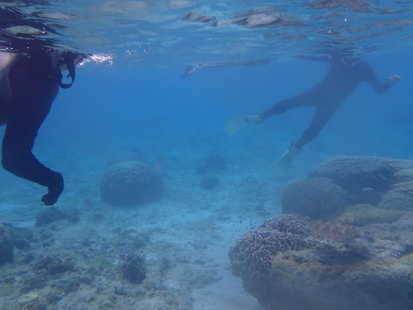 自然体験シュノーケルで紹介する沖縄の海の様子