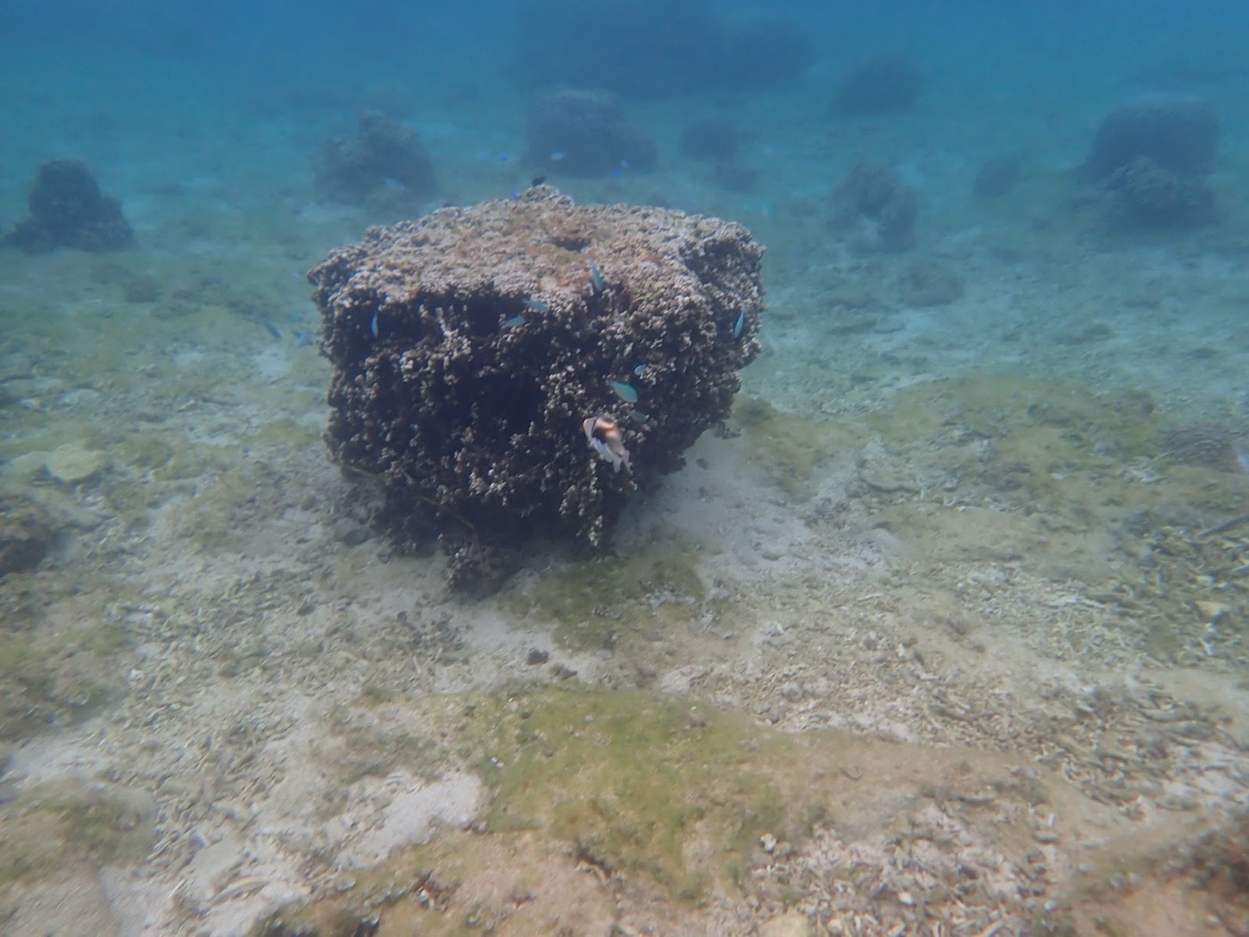 海底に点在するサンゴ群の周りを小さな青い魚が泳ぐ