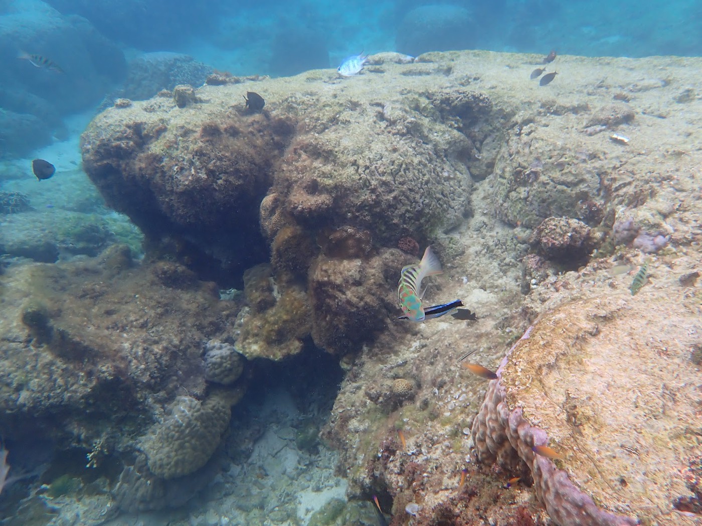 入り組んだ岩の隙間を出入りする複数の魚が見える、明るい水中の岩場景観