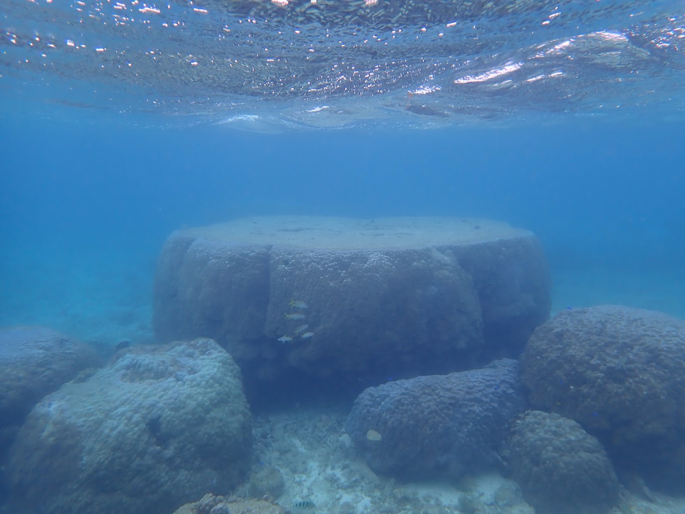 自然体験シュノーケルで紹介する沖縄の海の様子