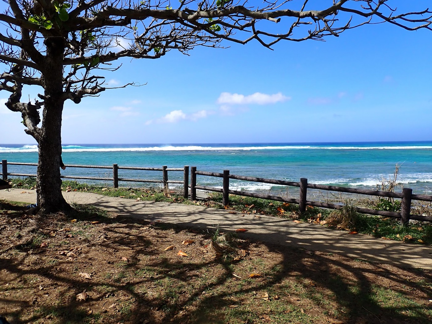 天然水族感で紹介する、大度海岸の木陰から青い空と広大な遠浅の海を望む景色、天然水族館
