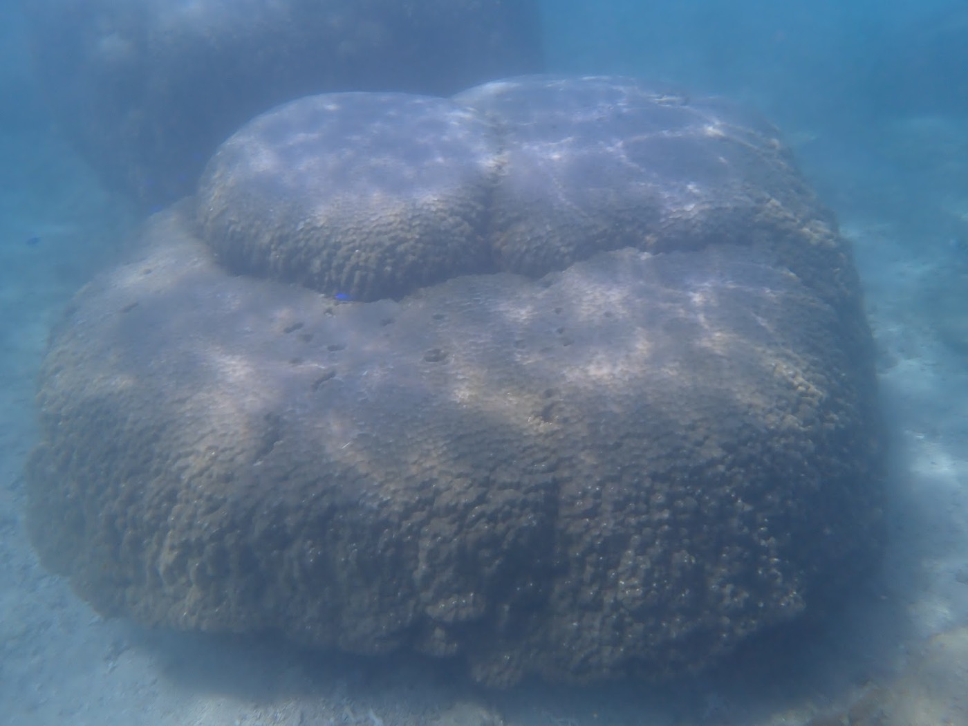 海底に横たわる大きなサンゴ礁と周囲を泳ぐ魚、光が差し込む水中風景