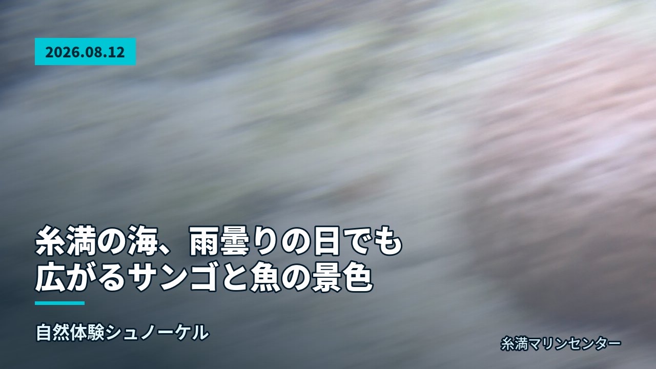 白と橙色のイソギンチャクに隠れるクマノミの姿