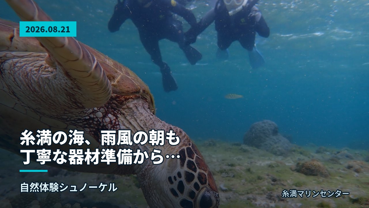 餌を食べるウミガメと水面近くを泳ぐ参加者