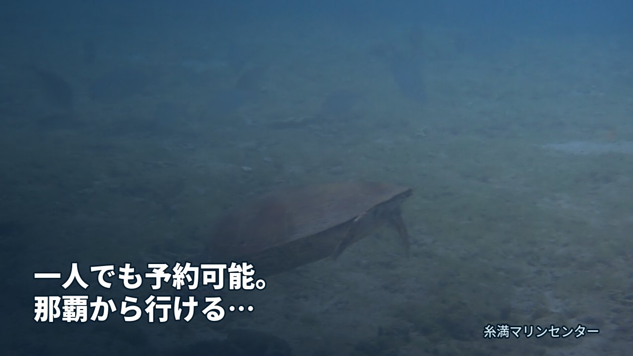 一人でも予約可能。那覇から行けるシュノーケリングツア|糸満マリンセンターの自然体験シュノーケル