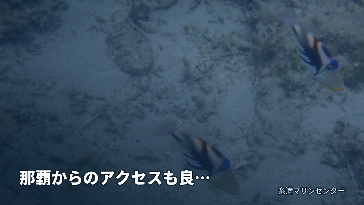 那覇からのアクセスも良好なシュノーケリングツアーがお|糸満マリンセンターの自然体験シュノーケル