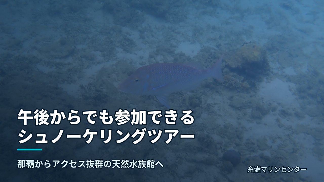 午後からでも参加できるシュノーケリングツアー｜糸満マリンセンターの自然体験シュノーケル