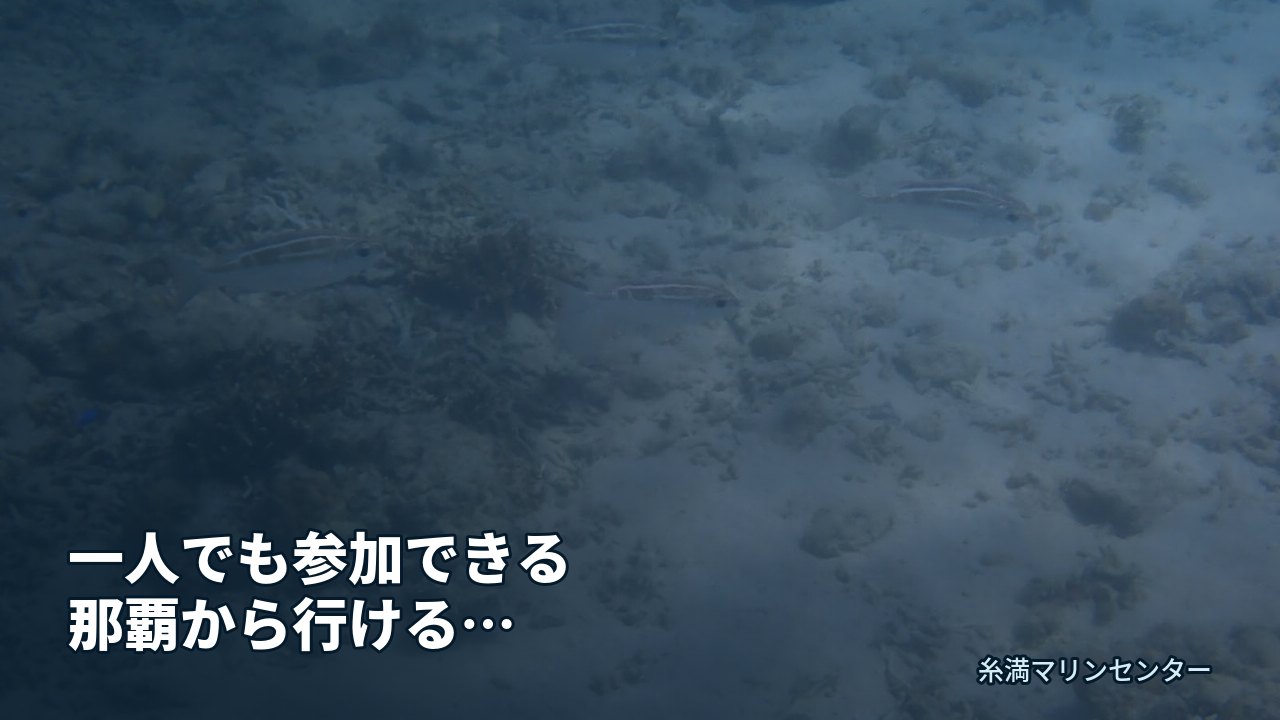一人でも参加できる那覇から行けるシュノーケリングツア|糸満マリンセンターの自然体験シュノーケル