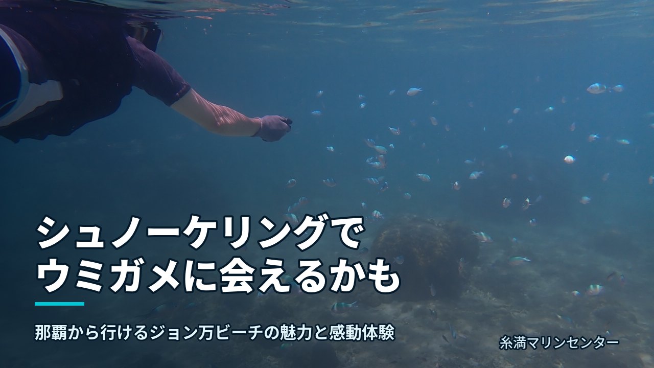 シュノーケリングでウミガメに会えるかも｜糸満マリンセンターの自然体験シュノーケル