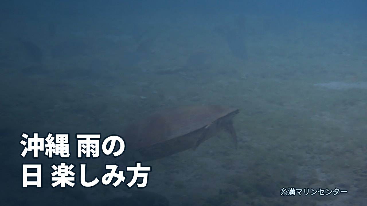 沖縄 雨の日 楽しみ方|糸満マリンセンターの自然体験シュノーケル