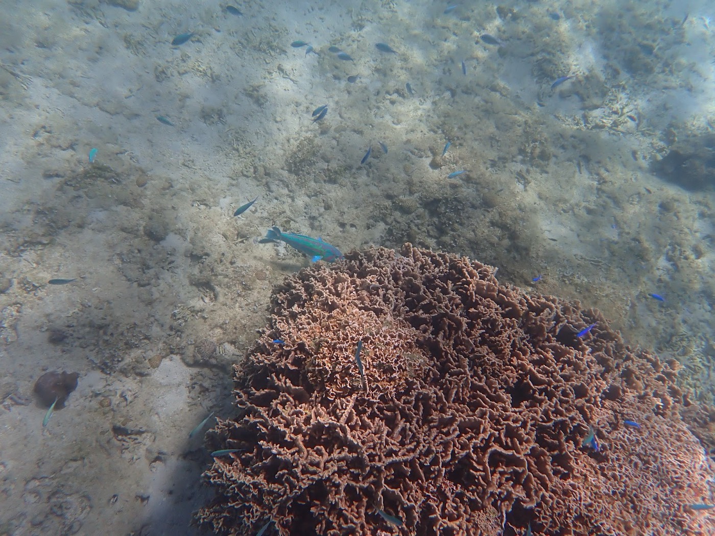 茶色の枝状サンゴの近くを泳ぐ青緑色の魚と、その周りに多数の青い小魚がいる海底の様子