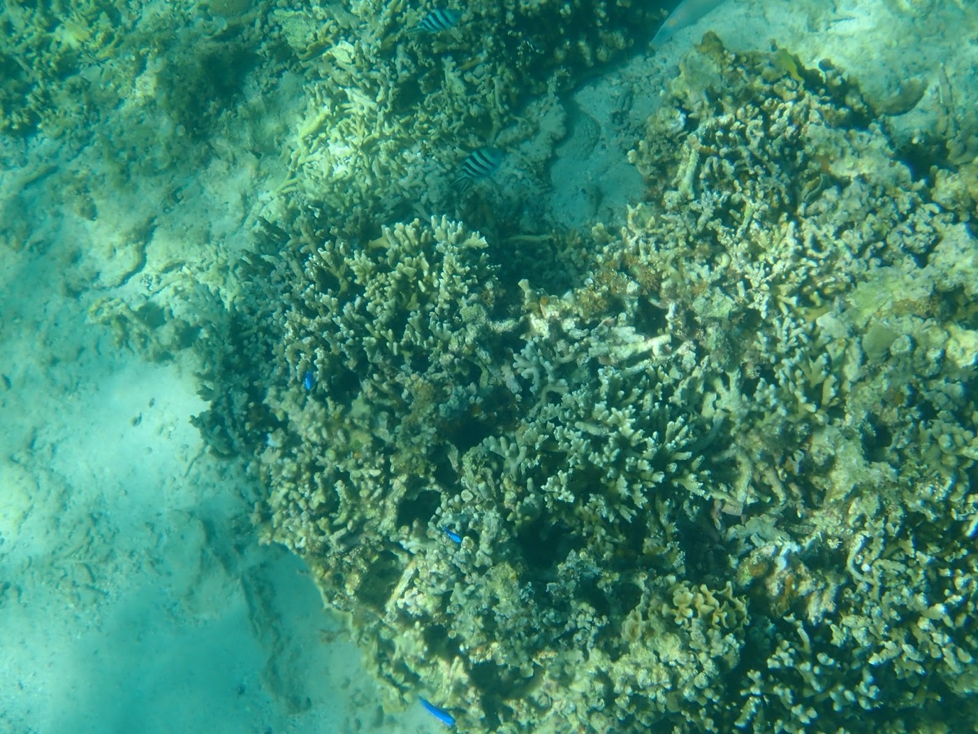 サンゴ礁の間に小さな青い魚が数匹泳ぎ、数匹の縞模様の魚が確認できる、海底の様子