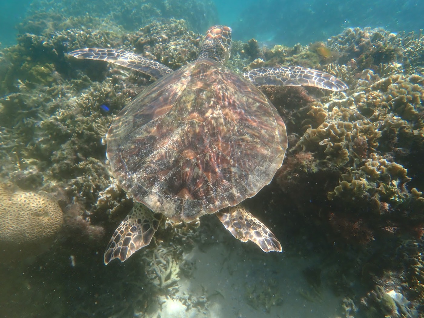 海中で広がる天然水族感の中を、背中をこちらに向け泳ぐウミガメの姿を捉えた一枚