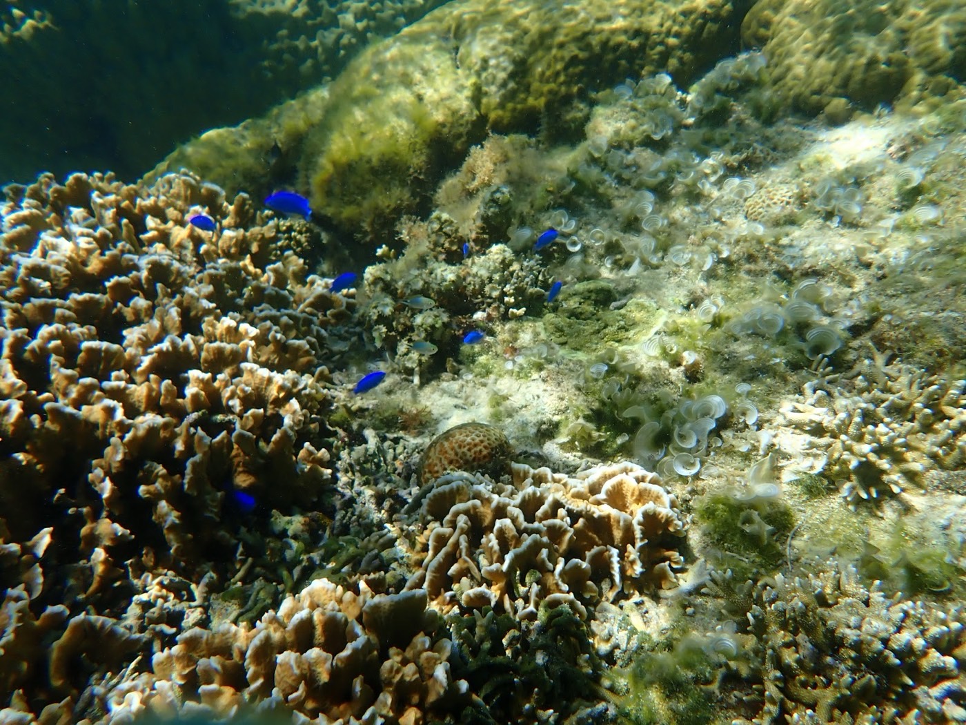 サンゴの周りに小さな青い魚が群れる岩場の水中風景