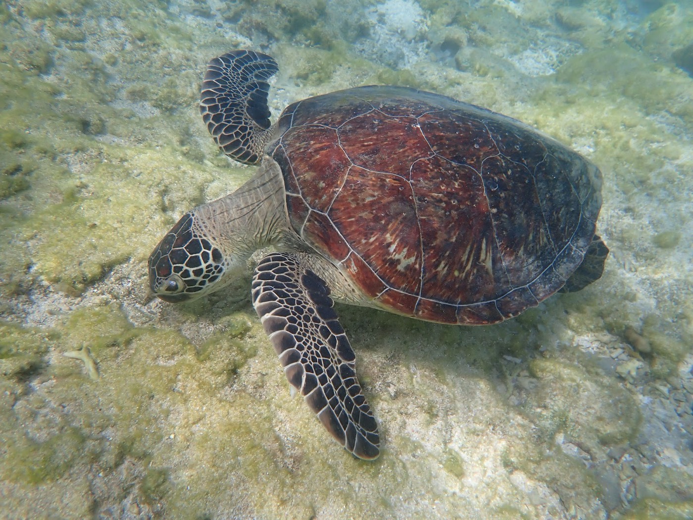 水中で岩と藻が混じる海底を泳ぐウミガメの姿