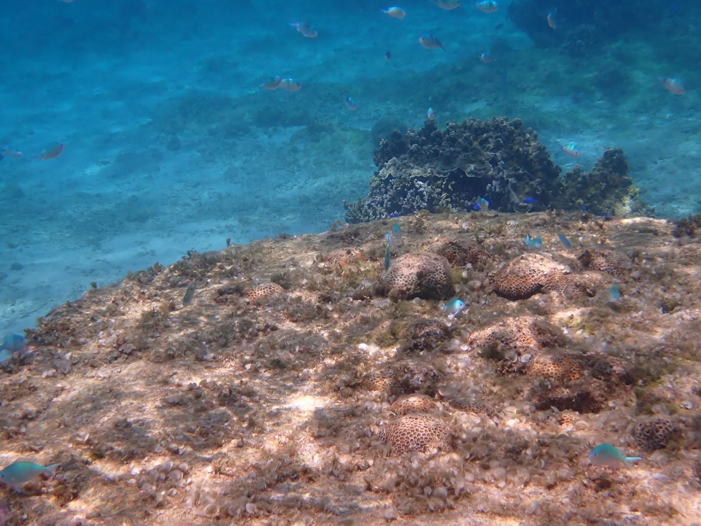 青い海の中に岩場とサンゴが点在する天然水族感のある風景