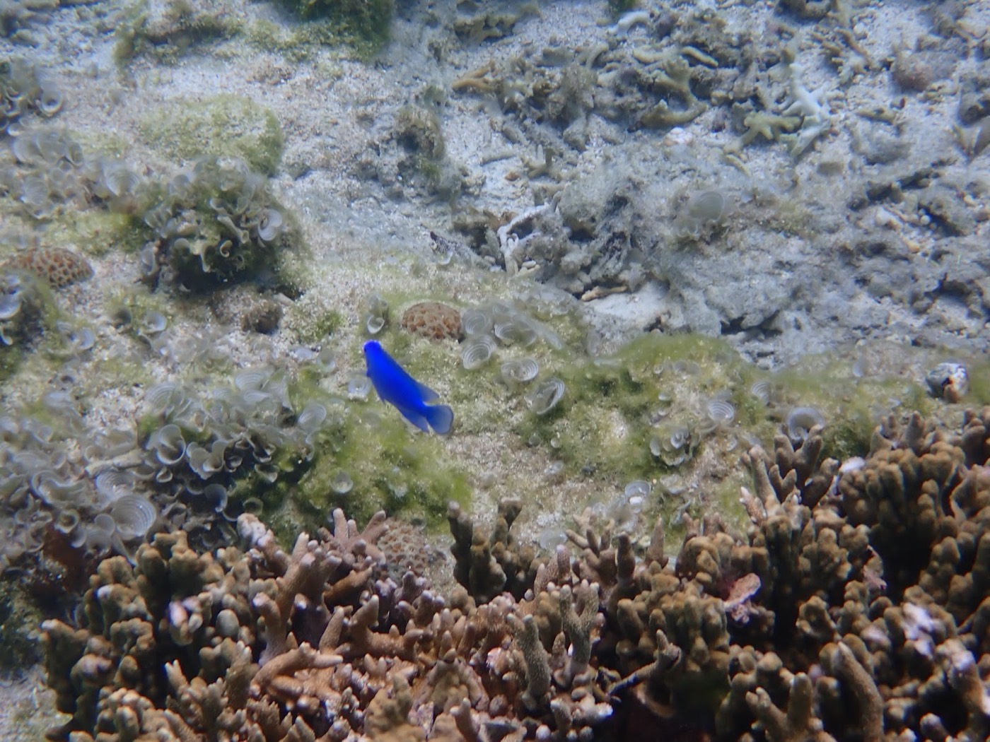 枝サンゴの上を泳ぐ鮮やかな青色の小さな魚