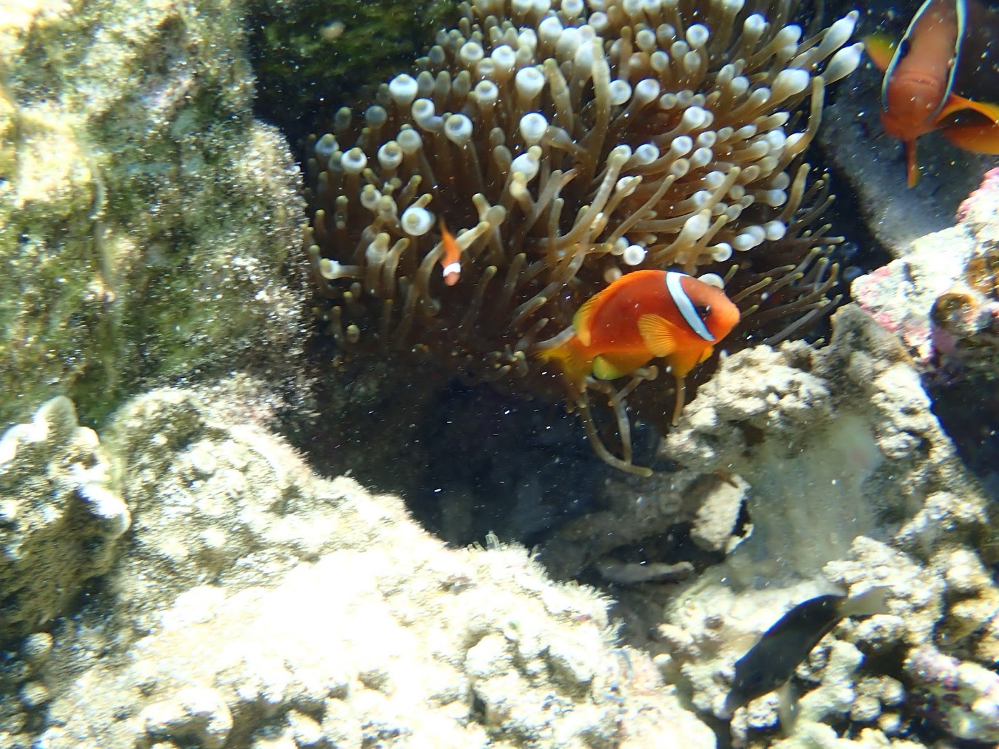 岩の割れ目にテーブル状のサンゴが重なり合う海底の様子