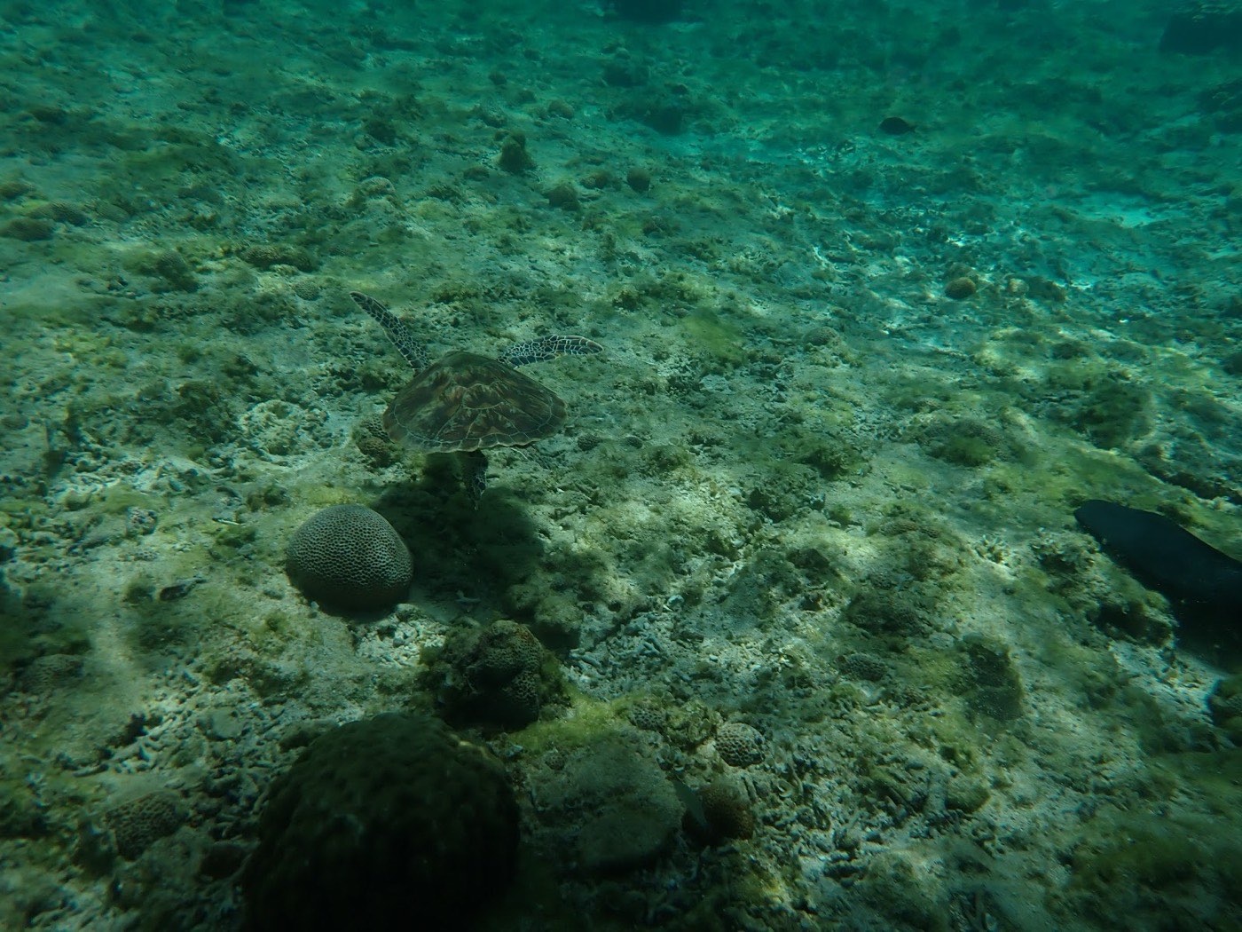 砂地の海底をゆっくり泳ぐウミガメの水中の様子