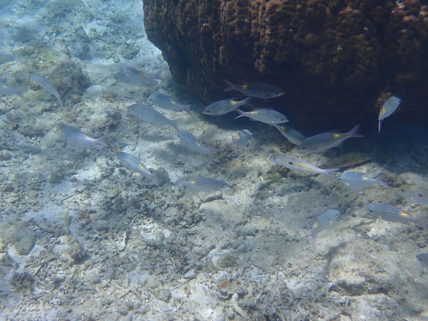 海底に広がるサンゴと熱帯魚が泳ぐ明るい水中の全景