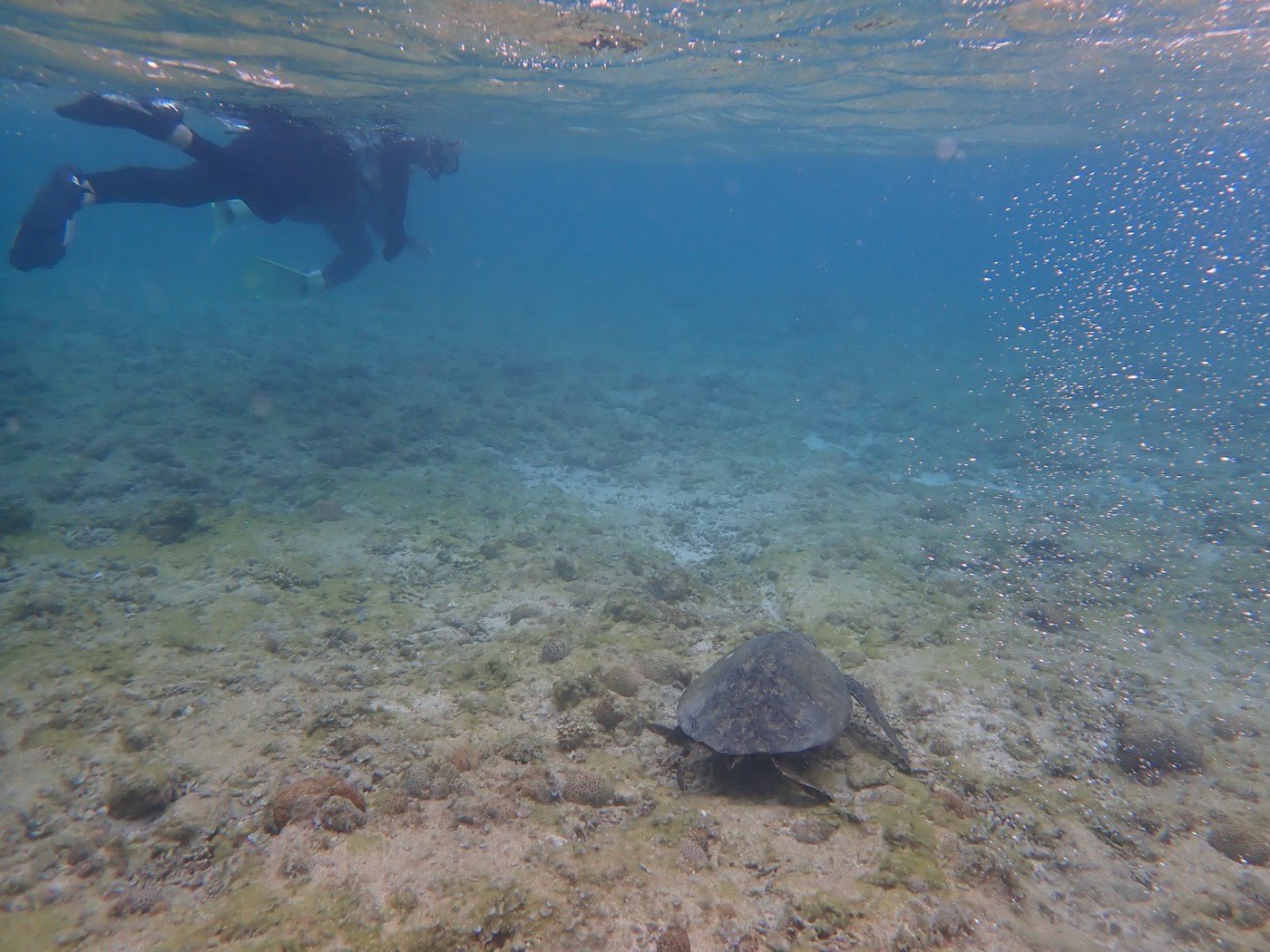 水面と水中を漂う参加者と海底にいるウミガメの天然水族感