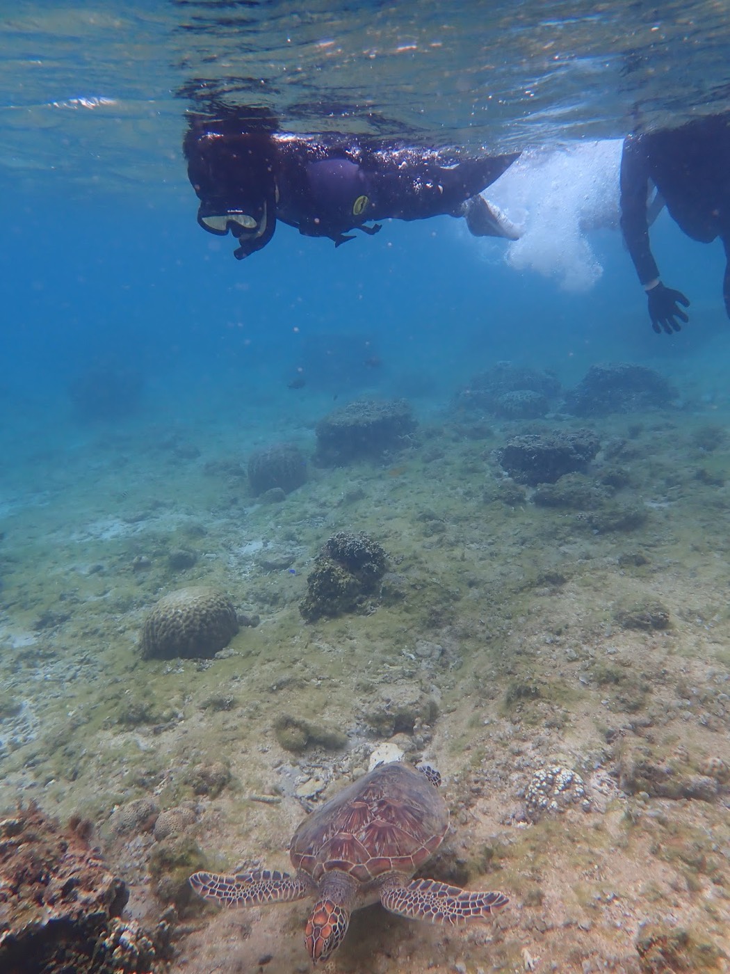 シュノーケルをつけて海中を泳ぐ参加者と、その下を泳ぐウミガメ