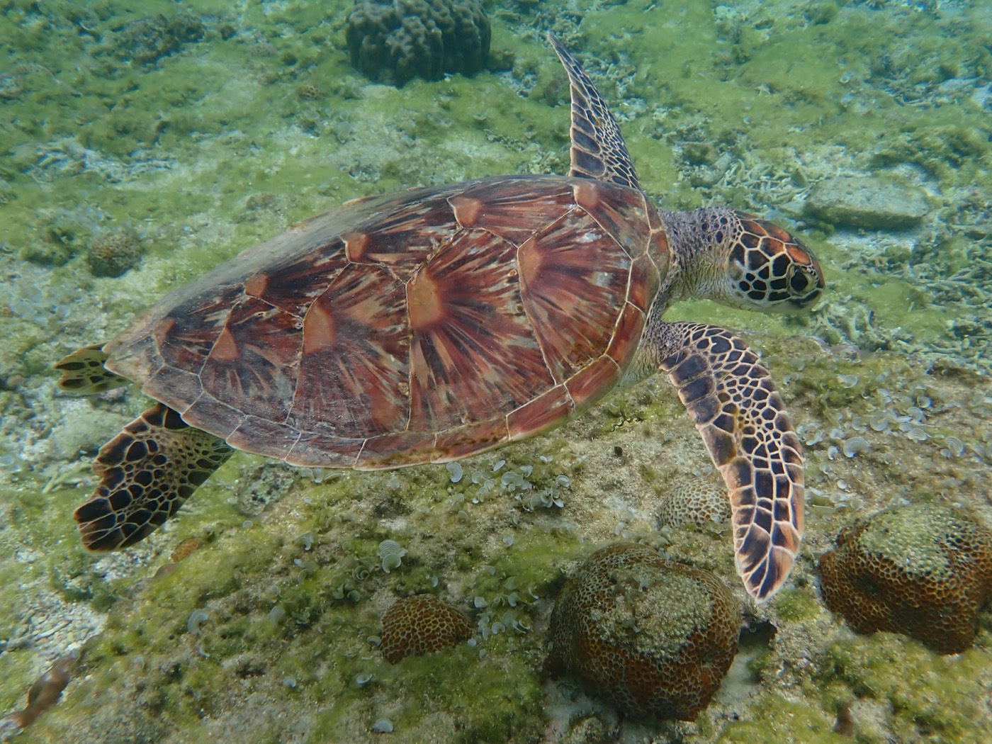海底のサンゴ礁の上を悠々と泳ぐウミガメ