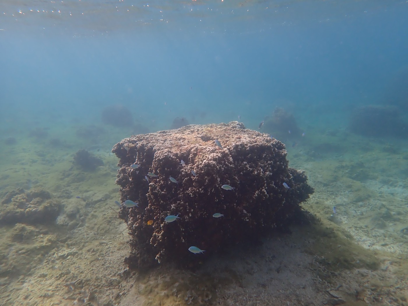 天然水族感で紹介する、ある岩状サンゴと小魚が集まる浅瀬の様子