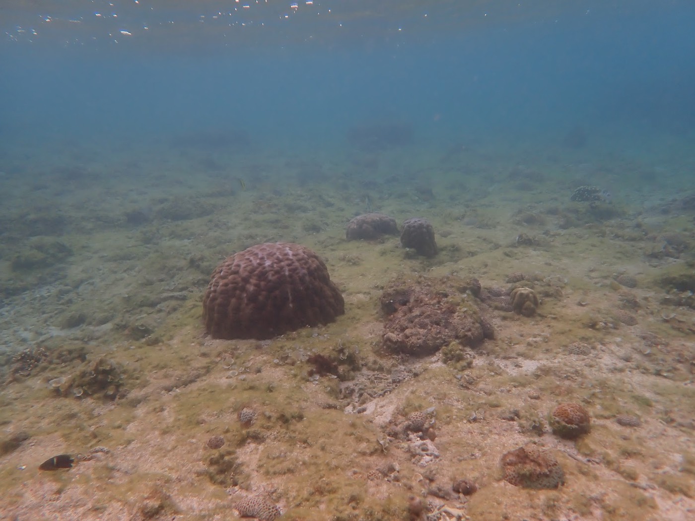 砂地に点在する丸みのあるサンゴの群れが広がる海底